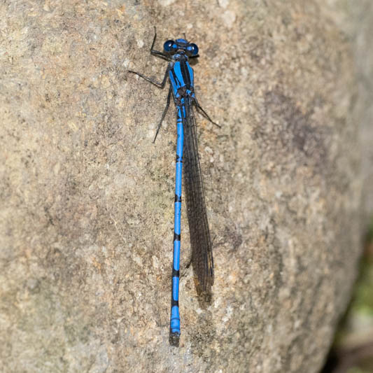 Argia medularis (Sky-blue Dancer) male-3.jpg
